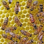 Hiring a Contractor for Bee Removal in Oceanside