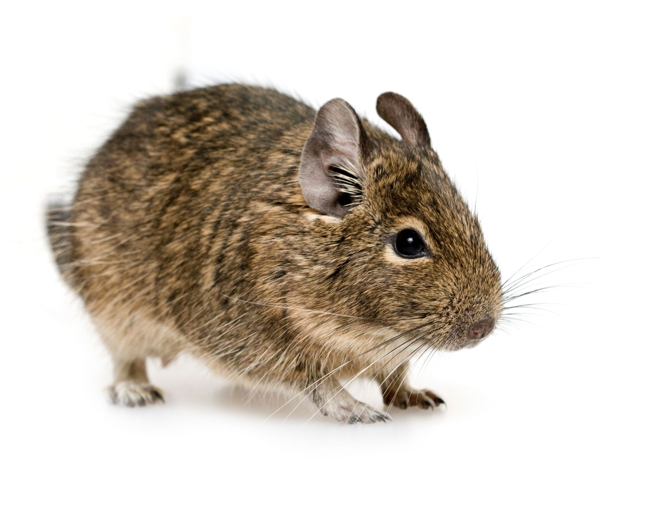 Professional Rodent Control: How To Get Rid Of Rodents And Pests