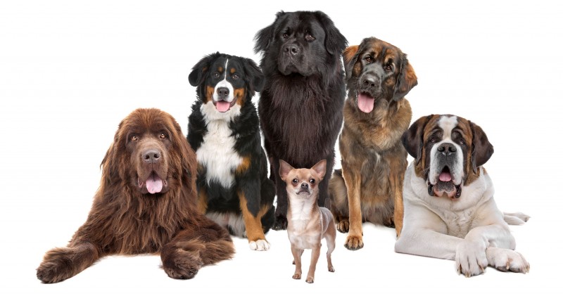 The Benefits Of Professional Dog Daycare Services In Chicago