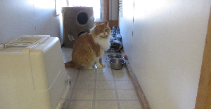 Your Pet Will Receive The Care That They Need At A Cat Boarding Kennel In Everett