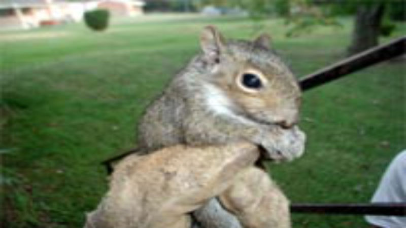 Important Information on Squirrel Removal in Columbus OH