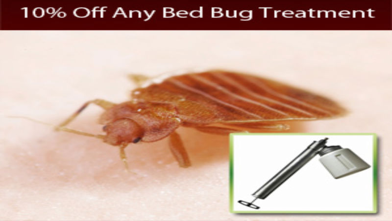 Professional Termite Control Is The Best Option