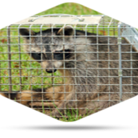 Important Considerations Regarding Raccoon Removal in Columbus OH