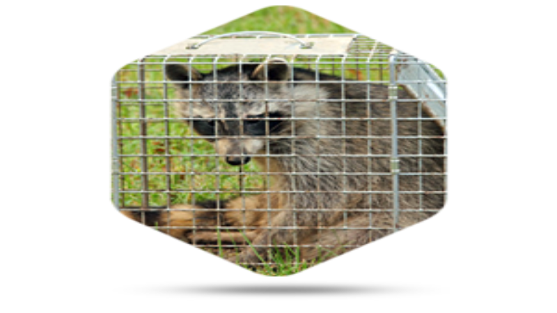 Important Considerations Regarding Raccoon Removal in Columbus OH