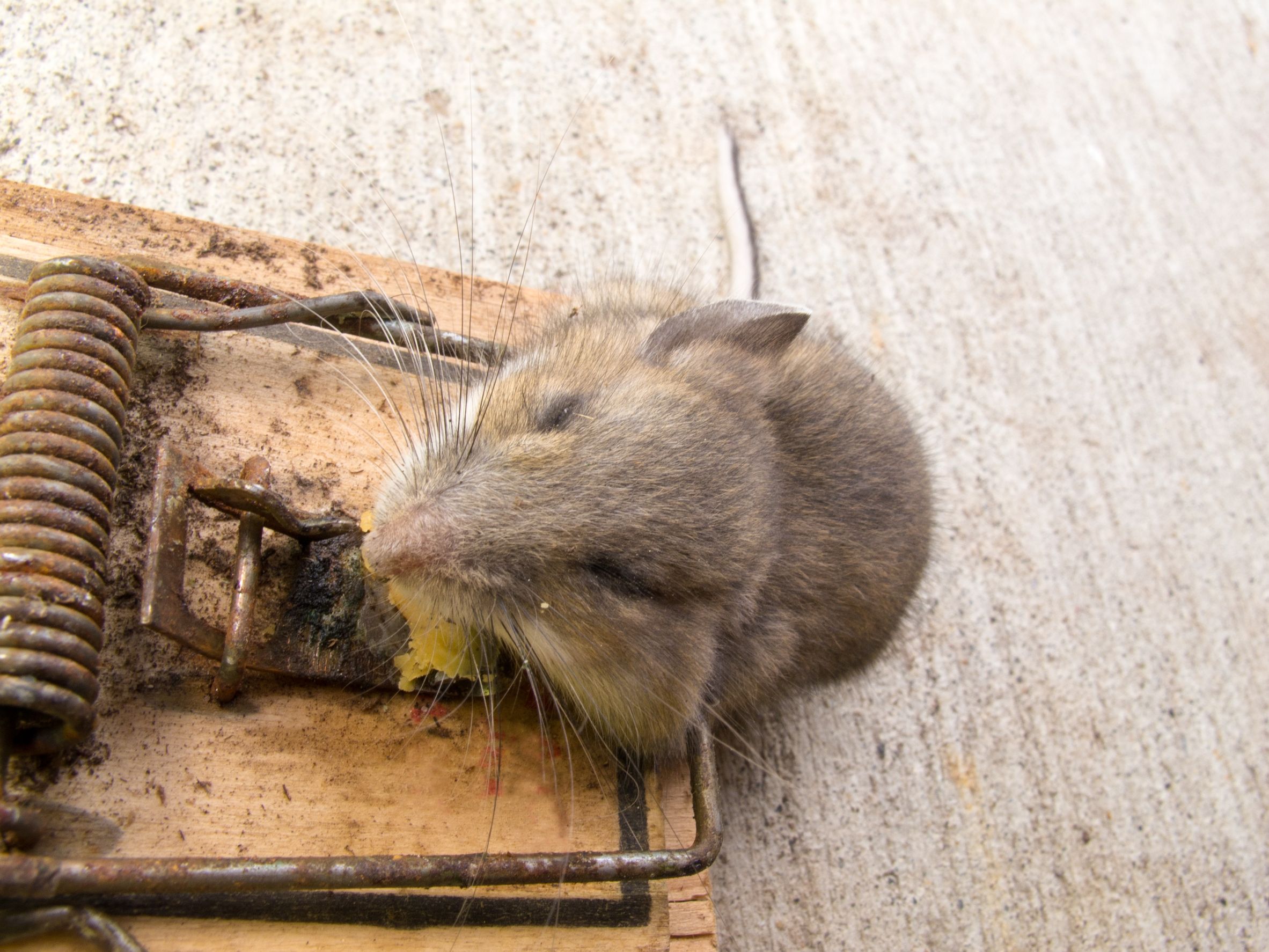 Does Your Home Need a Mice Exterminator in NYC?