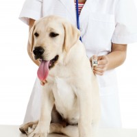 The Value of Annual Appointments at the Animal Hospital in Olathe, Kansas