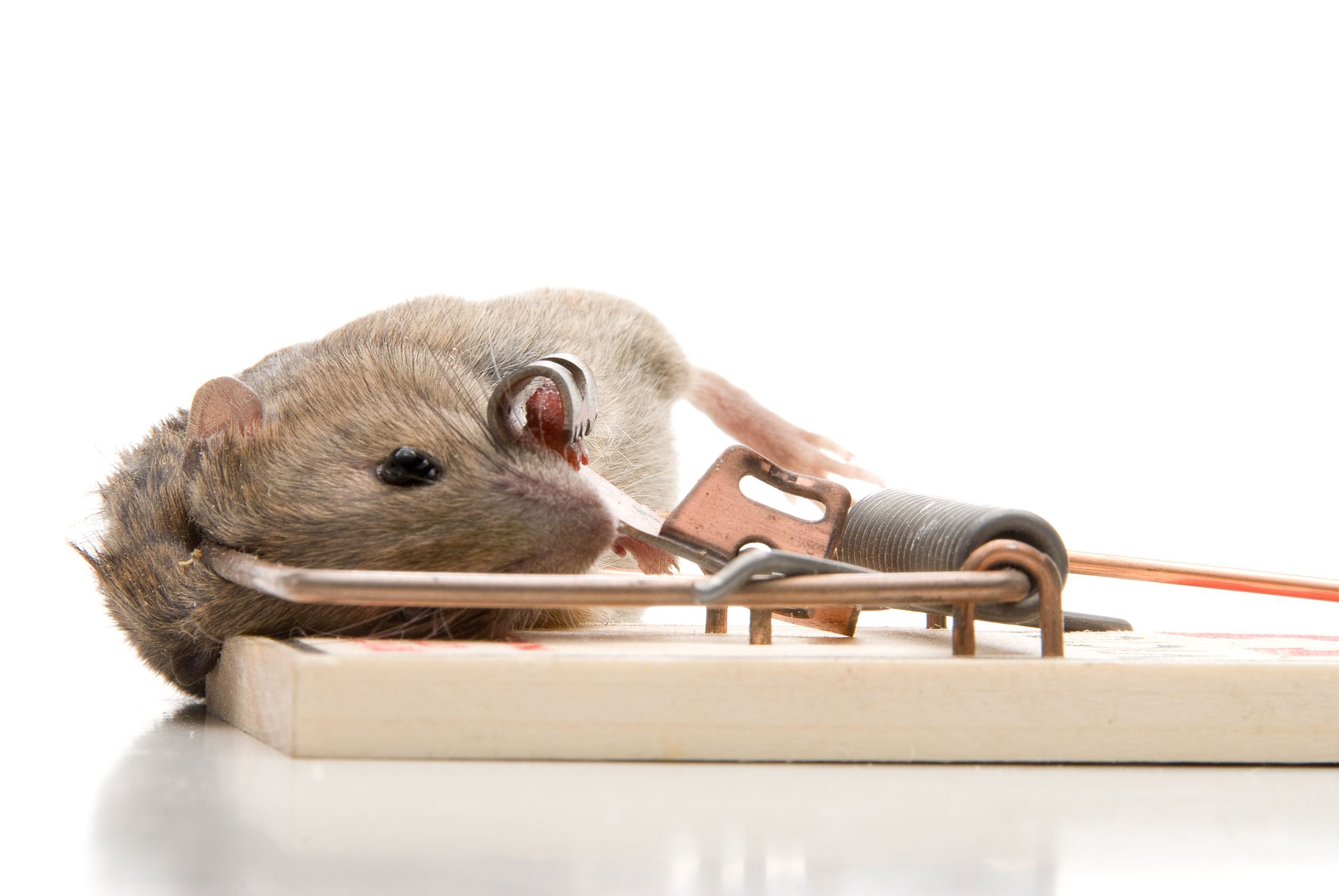 The Importance of Timely Rodent Removal in Columbia MD