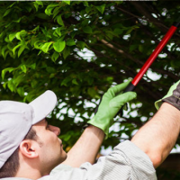 Contact a Tree Trimming Service in Maui Today