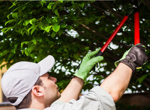 Contact a Tree Trimming Service in Maui Today