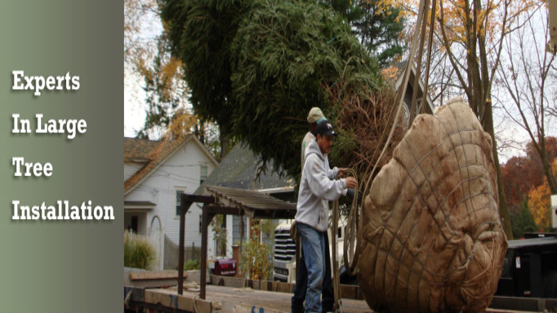 The Many Reasons For Tree Removal In Westport Connecticut