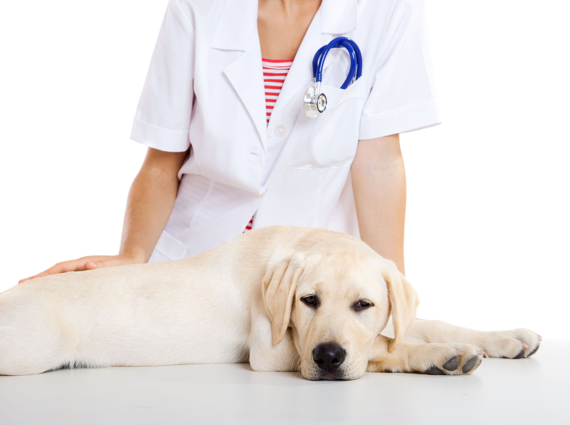 How to Get a Pet Ready for Pet Vaccination in Olathe KS