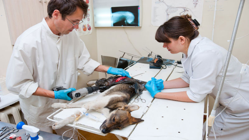 What Goes On In An Animal Hospital?