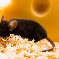 Rodent Removal in Baltimore MD Helps To Prevent The Spread Of Germs
