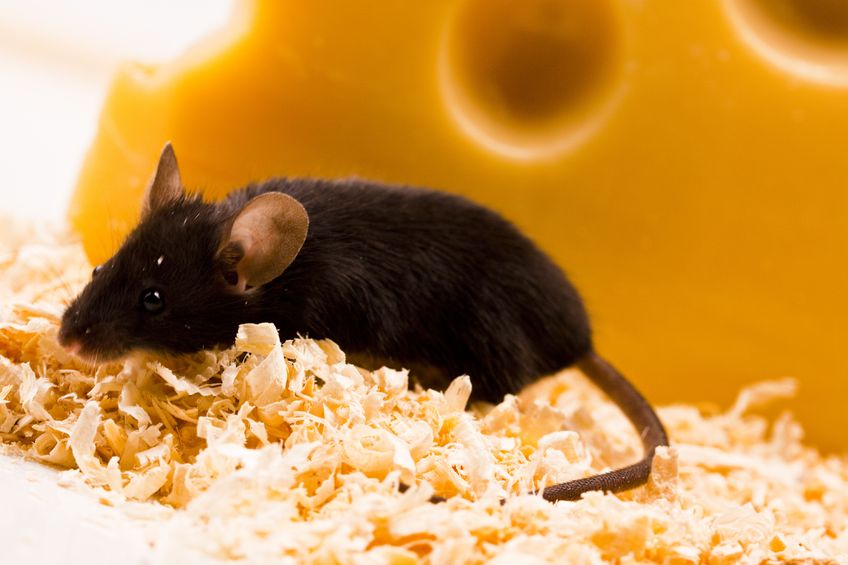 Rodent Removal in Baltimore MD Helps To Prevent The Spread Of Germs