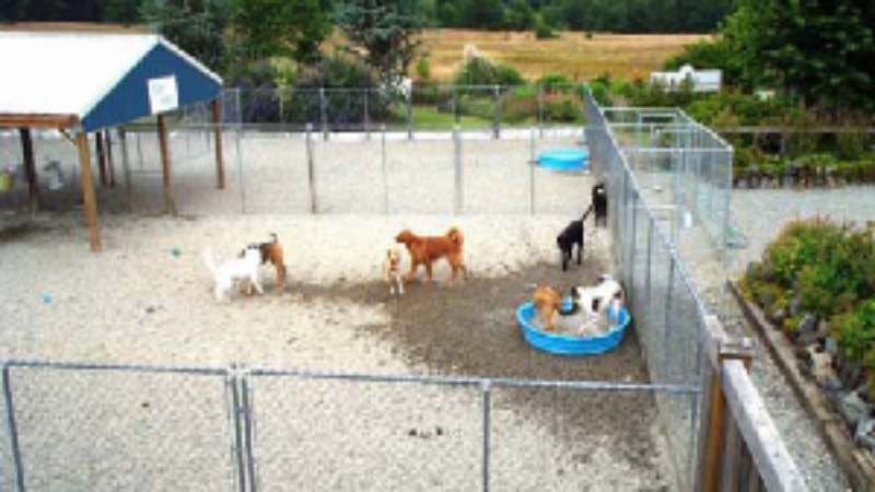 Pet Boarding in Marysville – the Perfect Solution When Fido Has to Stay Home