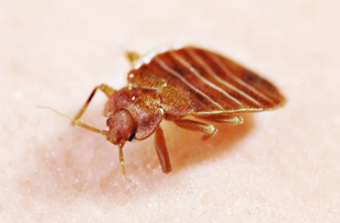 Killing Off Bed Bugs