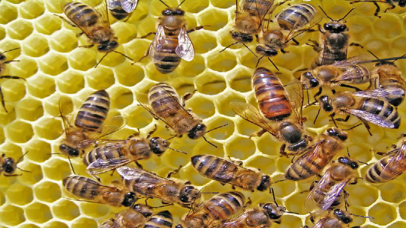 Specialists Can Effectively Eliminate A Honey Bee Swarm In Westerville OH