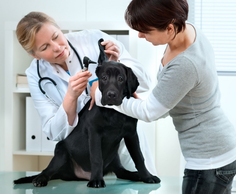 Comprehensive Medical Care at the Pet Care Clinic in Alexandria