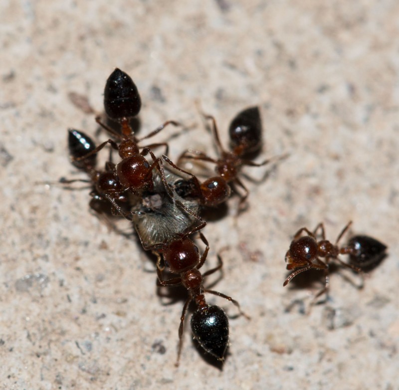 For Help Dealing With Ants, Always Call an Ants Exterminator in Brooklyn