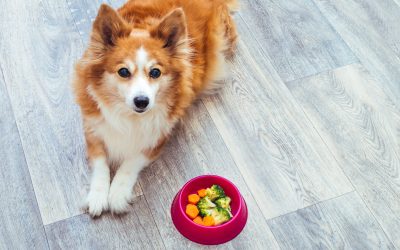 Puppy Training: An Absolute Must For You and Your Dog