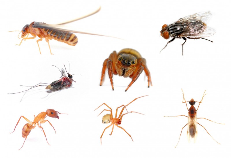 How a Professional Pest Management Service in Ashburn, VA Deals with Bugs