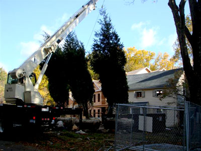 For Ailing Trees, Call the Tree Service in Fairfield Connecticut