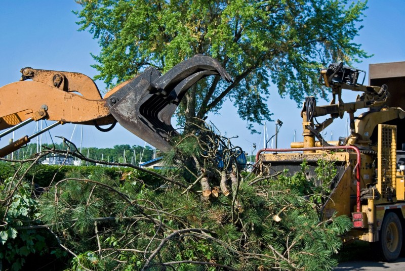 Situations in Which to Contact the Arlington Tree Removal Service