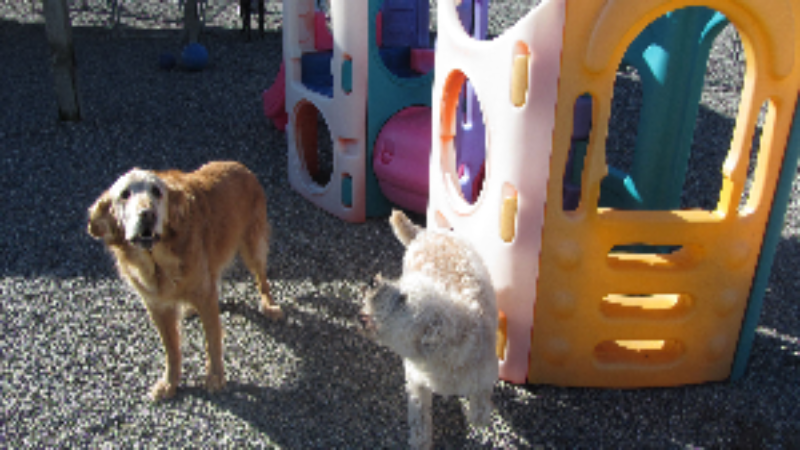 Choosing the Best Dog Daycare in Mt. Vernon