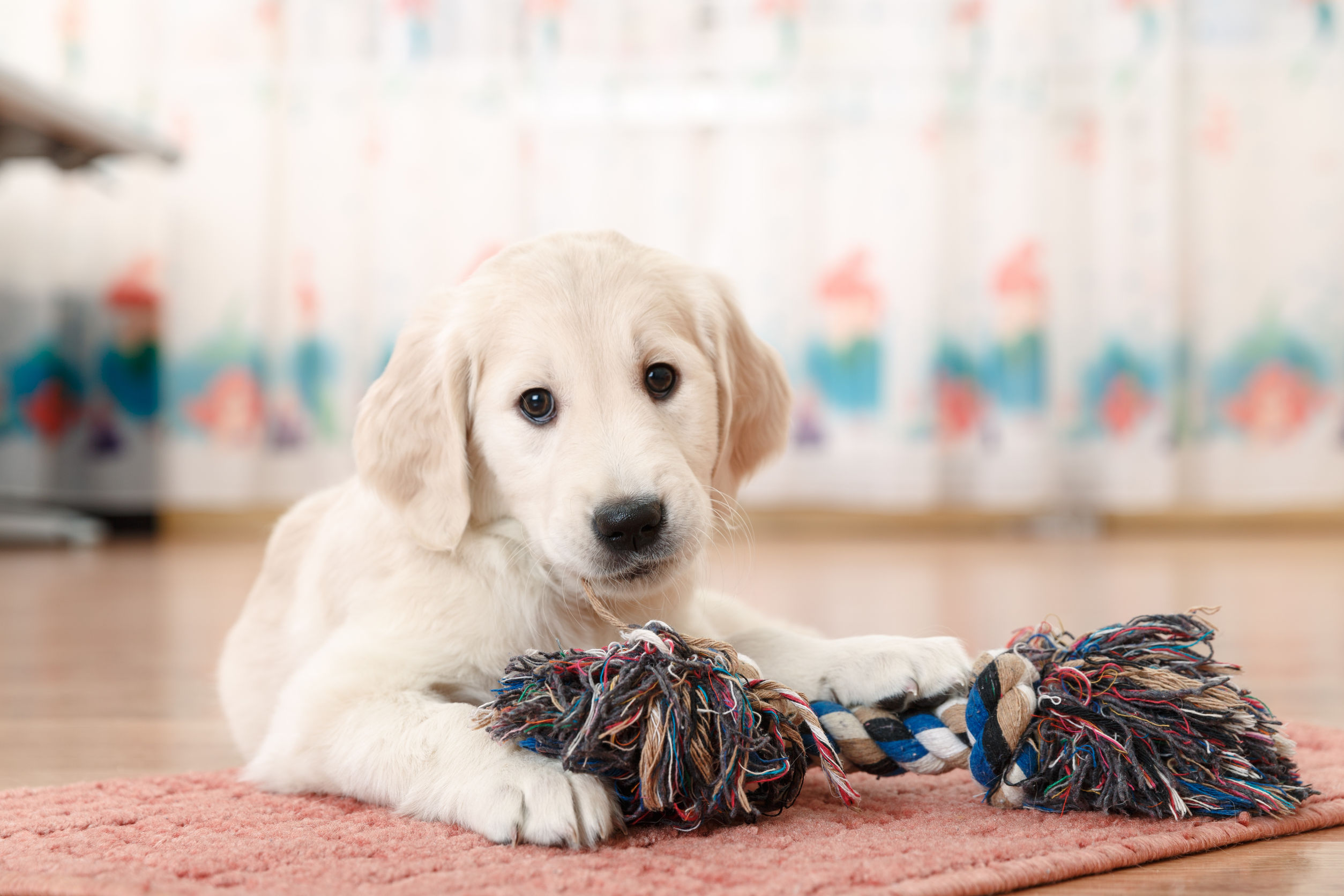 Remove Pet Odors Without Using Chemicals