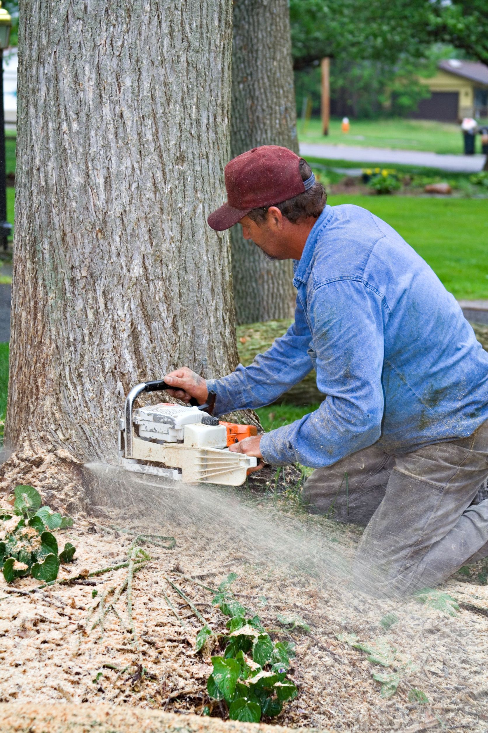 Trees that Pose a Problem for Tree Removal in Fairfield Connecticut