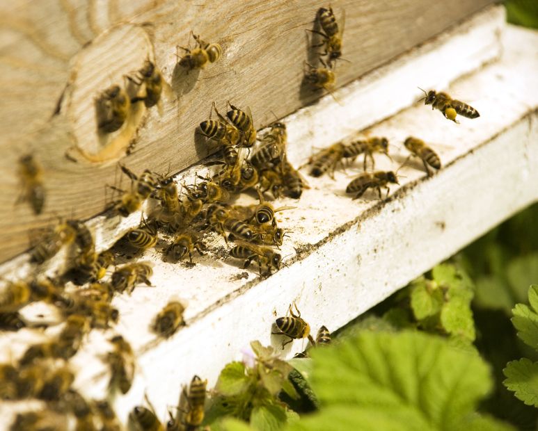 Finding An Exterminator For Bee Hive Removal In Pittsburgh