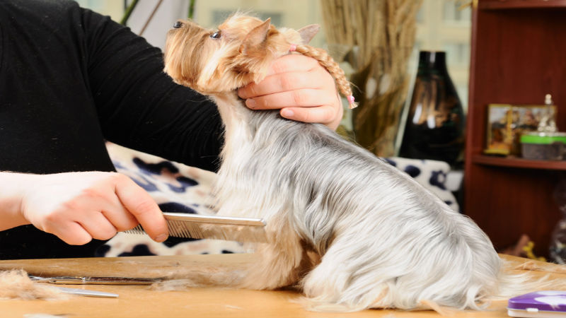 Why is Pet Grooming in Mt. Vernon Important?