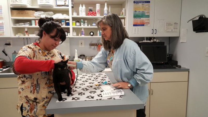 Get Pets’ Nails Trimmed at Clinics for Animal Health Care in Timonium, MD