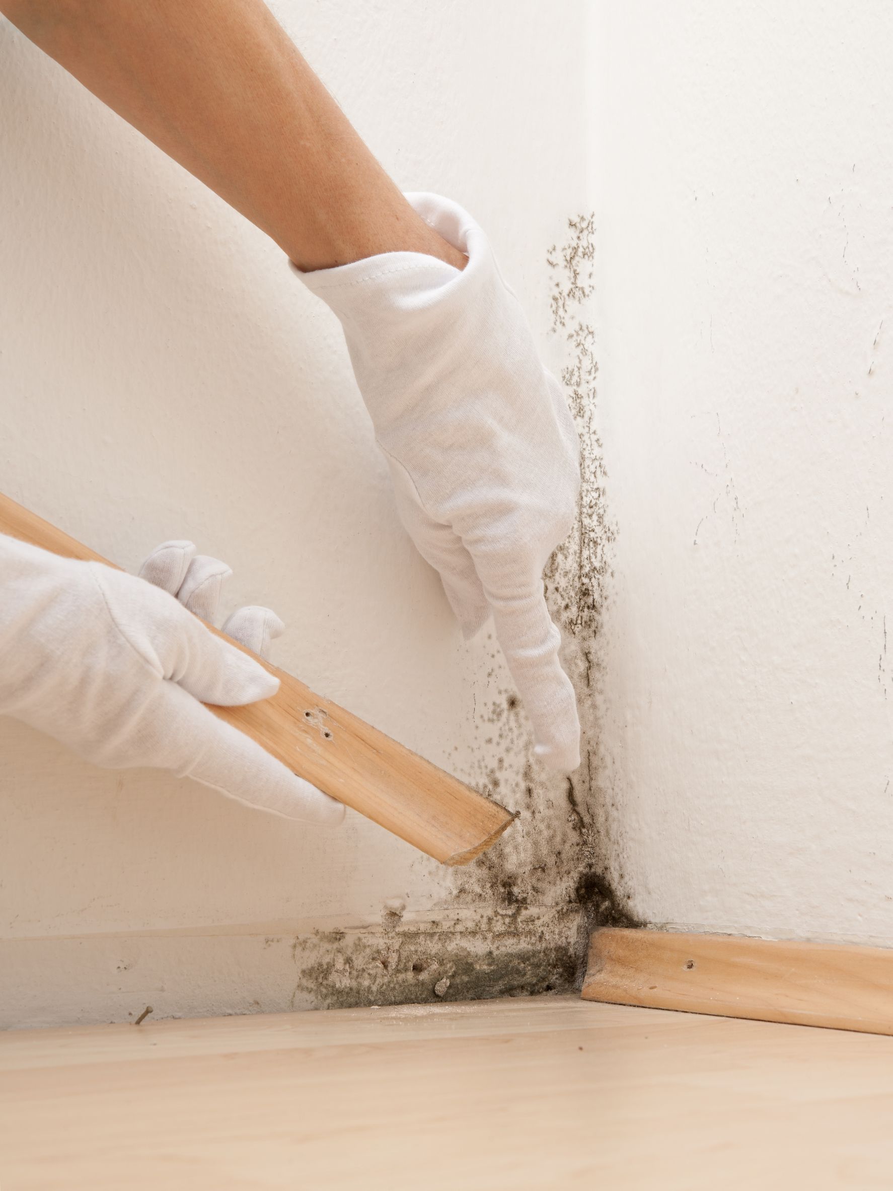 The Advantages Of Professional Mold Treatment Services In Fairfax, VA