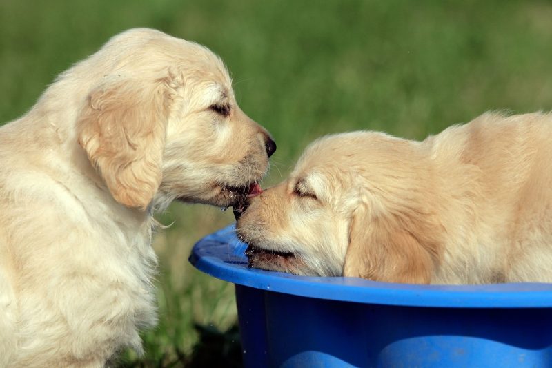 Tips for Pet Bathing in Alexandria, VA