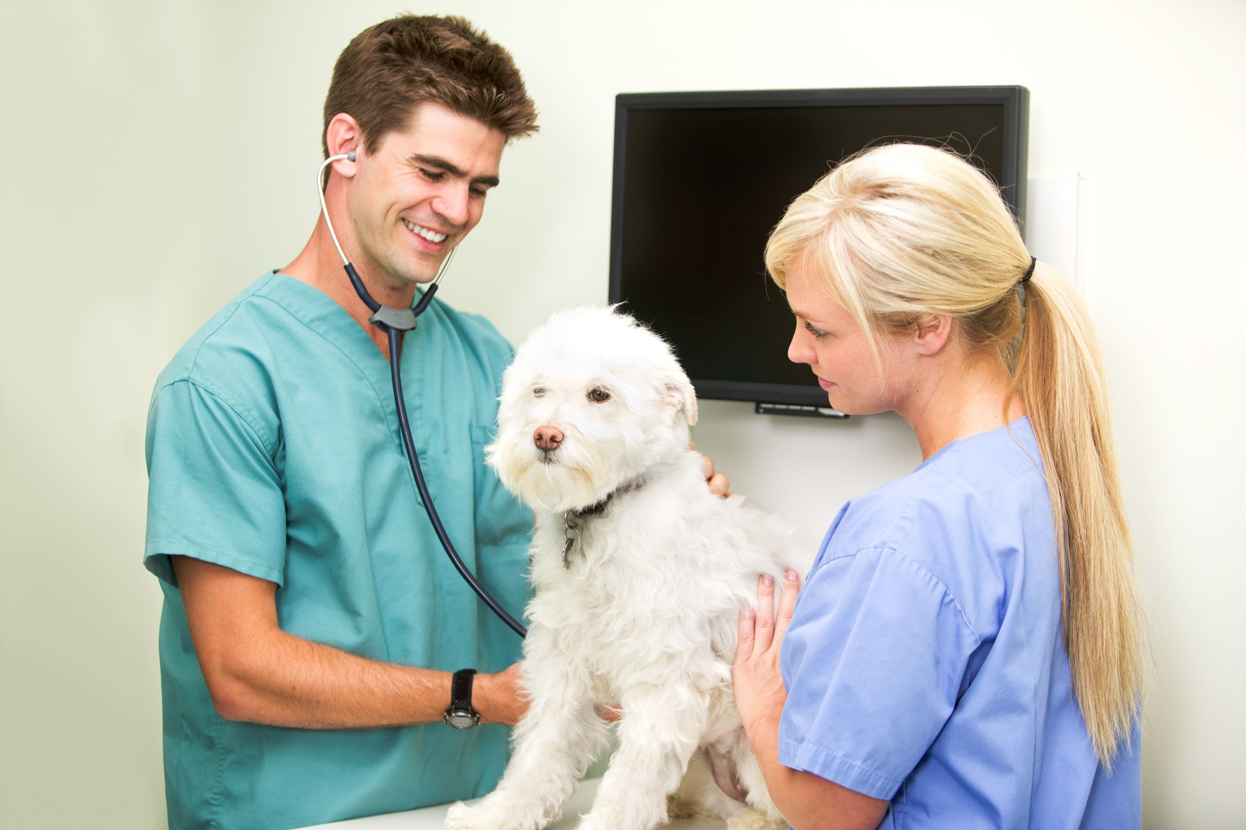 A Reputable Veterinary Hospital in Gulfport, MS Can Help with All of Your Furry Family Members