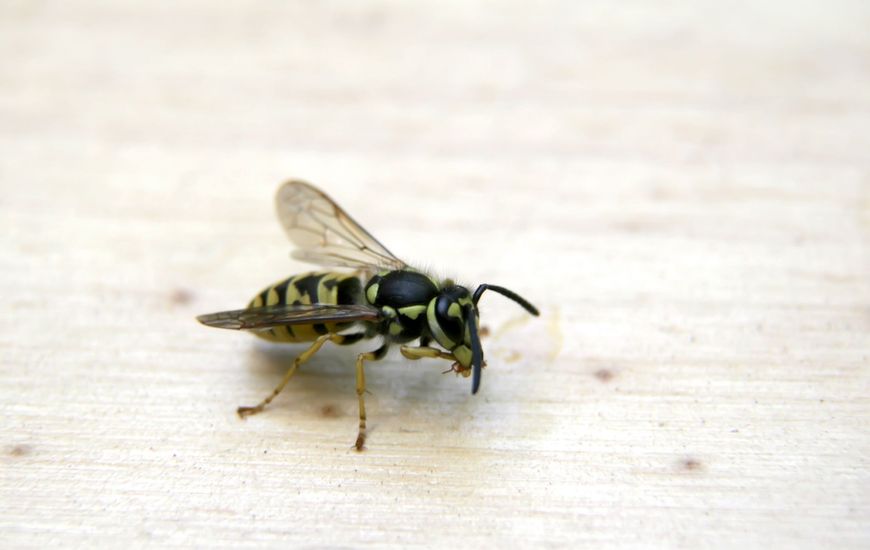 There’s Never Just One Carpenter Bee in Freehold, NJ