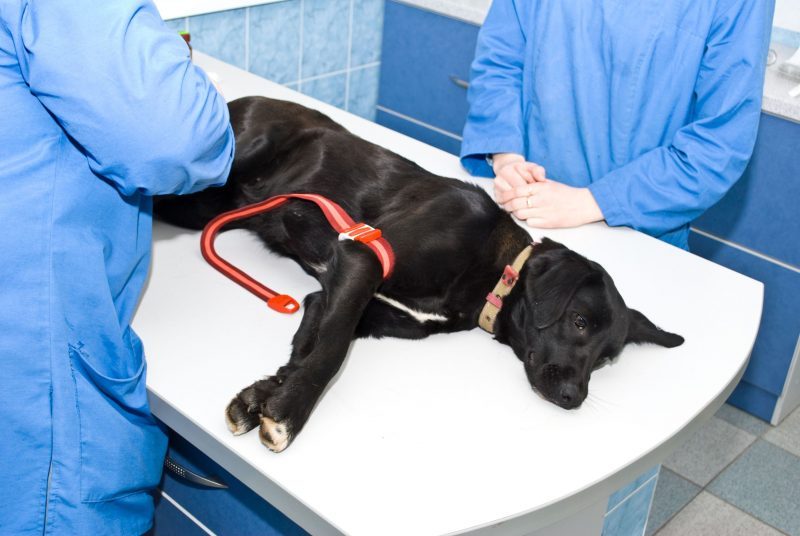 What To Know About Selecting An Animal Hospital in Olathe KS