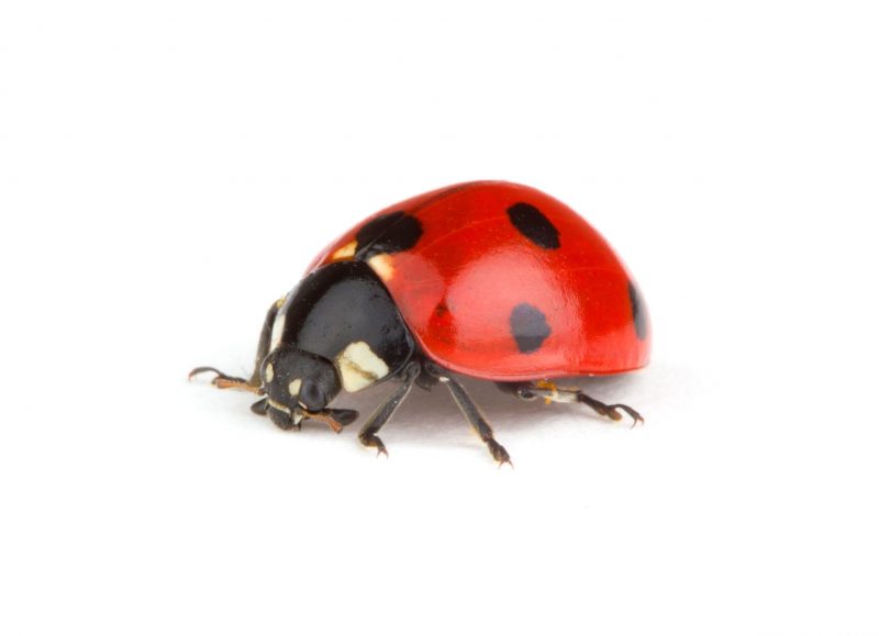 The Most Common Bugs That Can Be Eliminated With Professional Pest Control In The Bronx