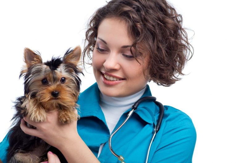 Questions and Answers About Wellness Care At A Pet Clinic In Alexandria