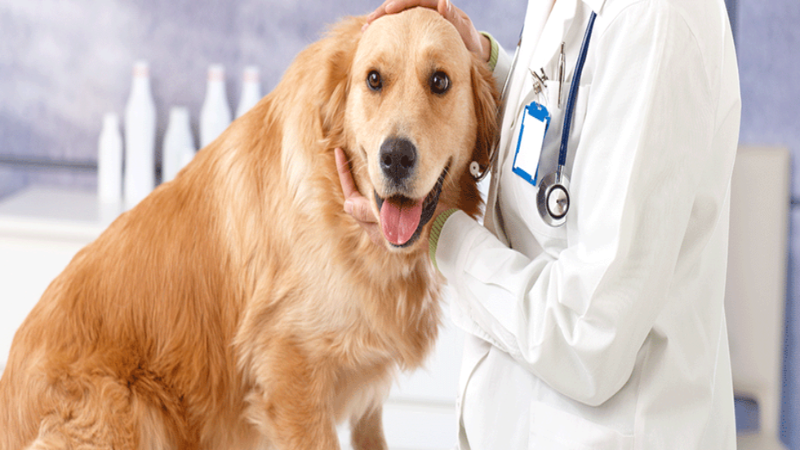 The Right Veterinary Hospital in Richmond Provides the Services Your Pets Need to Stay Happy and Healthy