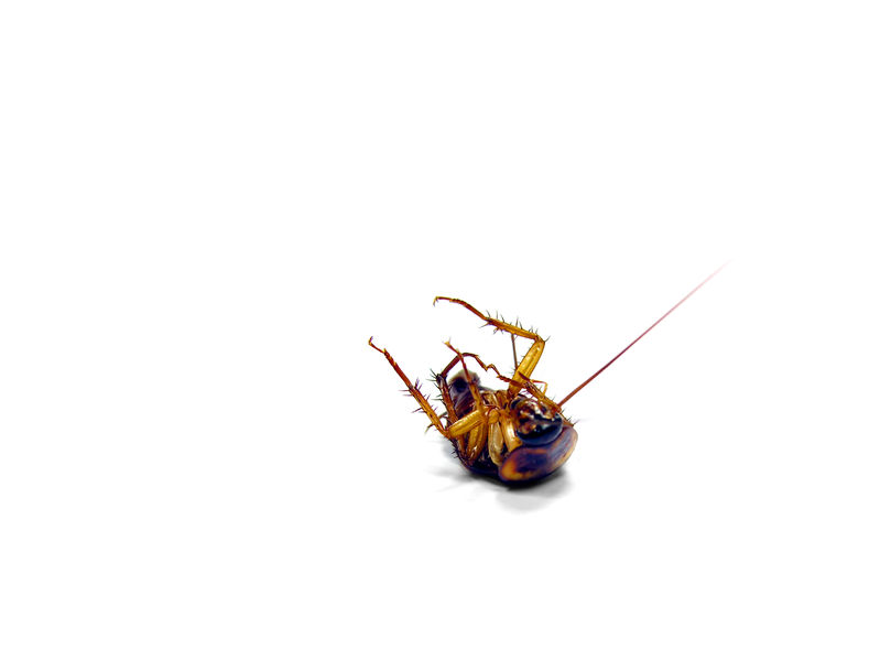 Do You Have a Roach Problem in Your Home?