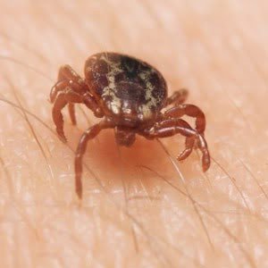 How To Get Rid Of Ticks In Marlboro, NJ