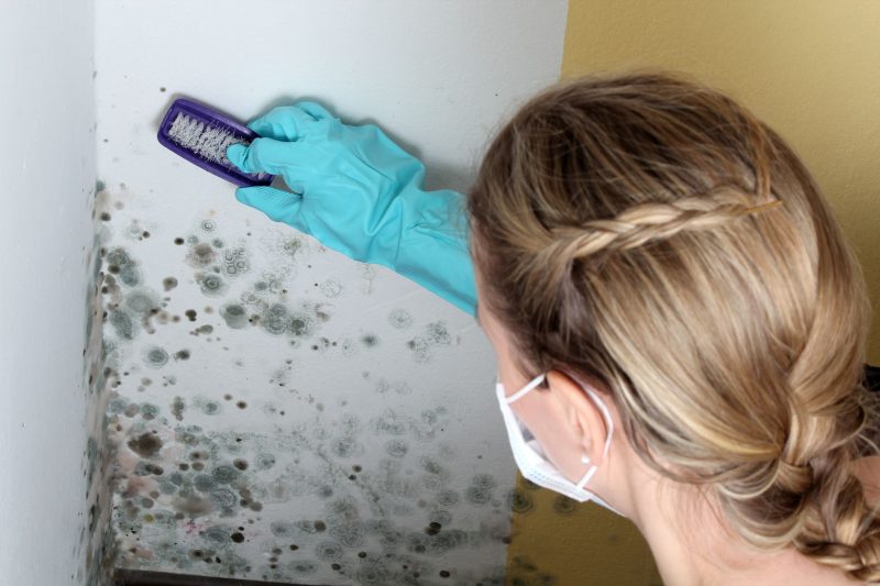 Deal with Mold Head On with Professional Mold Remediation in Ashburn, VA