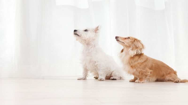 What to Expect from Pet Grooming in Alexandria, VA