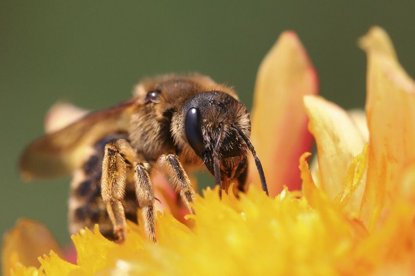 Details About Honey Bee Control In Pittsburgh, PA