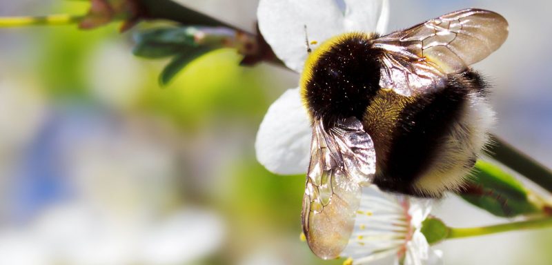 What Does Bumble Bee Control in Pittsburgh Entail?