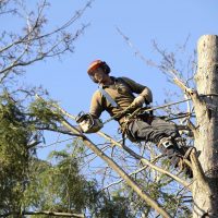 Three Benefits of Tree Service in Westport Connecticut