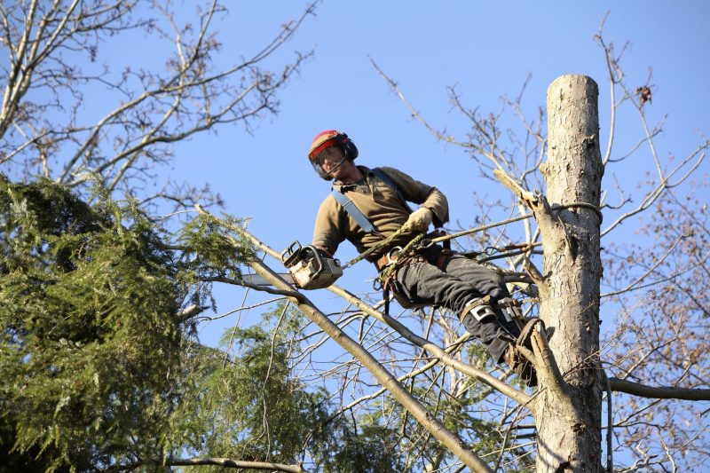 Three Signs It’s Time for Arlington Tree Removal Service