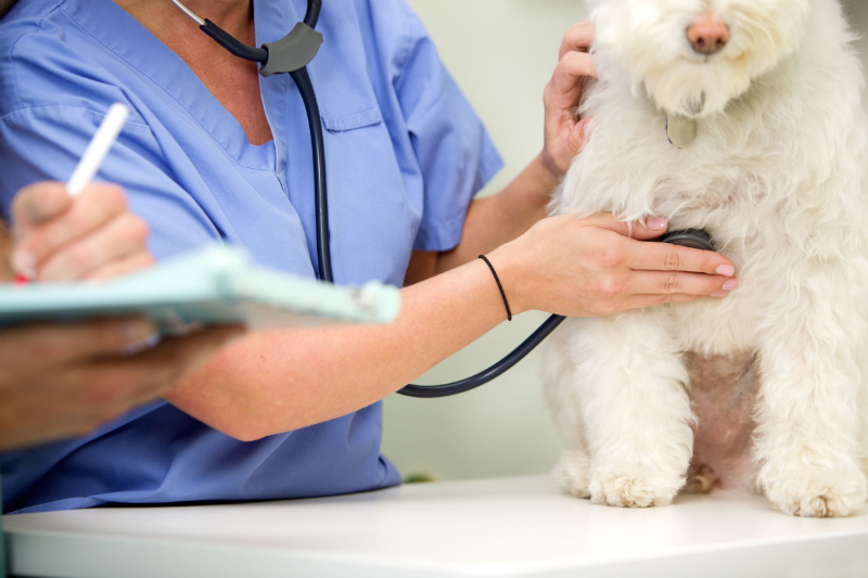 Advantages Of Home Veterinary Care